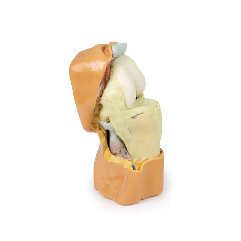 3D Printed Flexed knee joint deep dissection Model